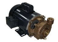 Buy Scot Pumps Online